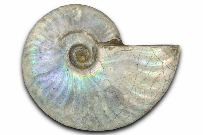 Silver Iridescent Ammonite (Cleoniceras) Fossil - Madagascar #346727